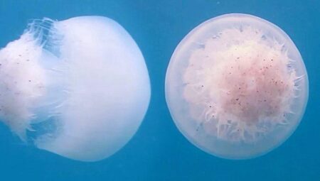 40 kiloluk ‘canavarlar’ Akdeniz’de! Eylül’e kadar devam edecek