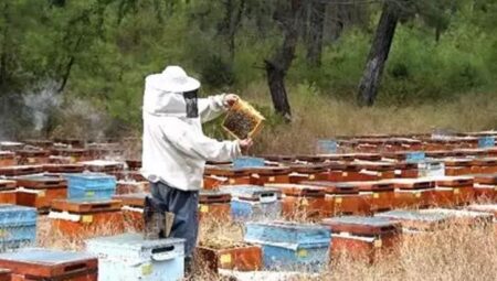 Adana’da feci olay! Üzerinde muhafazalı kıyafet olmasına karşın arı soktu hayatını kaybetti