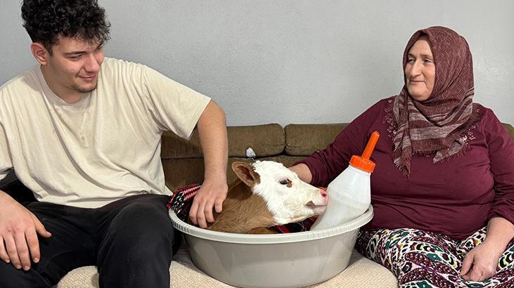 ‘Bayram’ ismini verdiği buzağıya üşümesin diye meskende bebek üzere bakıyor