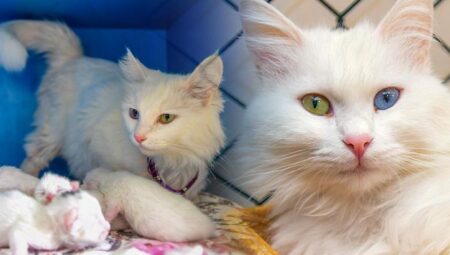 Dünya hoşu Van kedisi ‘Su’ 5 yavru doğurdu