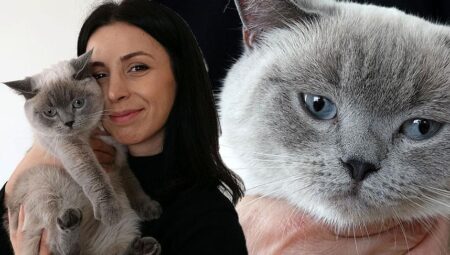 Kayıp kedi ‘badem’ sahibine kavuştu… Bulan kişi altınla ödüllendirildi