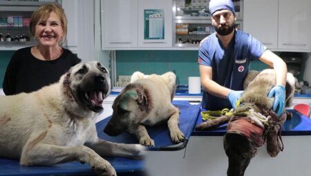 Kayseri’de kan donduran vahşet! 3 köpeğin kulaklarını kesti