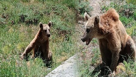 Bitlis Valiliği vatandaşları uyardı! Dikkat ‘bozayı’ çıkabilir