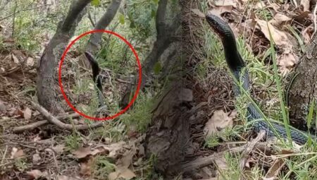 Dehşetle kaydetti: Karşımızda başını kaldırmış dev bir siyah yılan