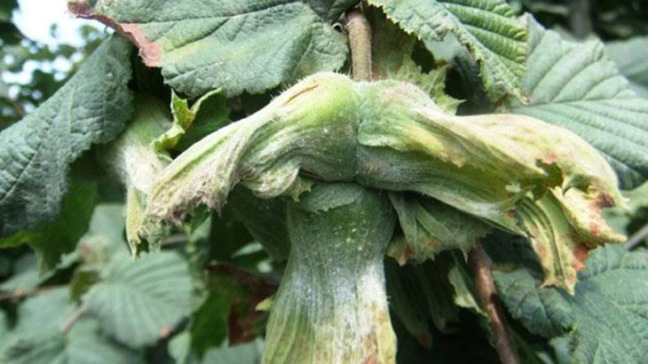 Fındık üreticisine ‘küllenme’ uyarısı
