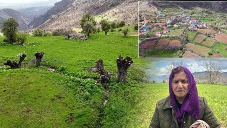 Geçen sene köklerinden kestikler, bu yıl da filizlerini kopardılar: Bu ağaçlardan ne istiyorsunuz?