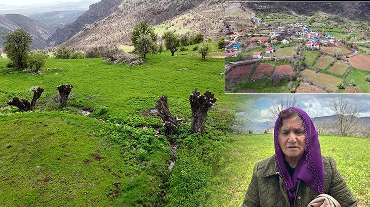 Geçen sene köklerinden kestikler, bu yıl da filizlerini kopardılar: Bu ağaçlardan ne istiyorsunuz?