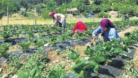 Gençler ve bayanlar doğduğu yerde doymalı