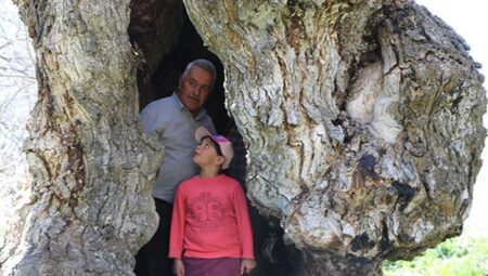 İmajları toplumsal medyada yayıldı: Çocukluğumuzdan beri bu ağacın kıssasını dinleriz