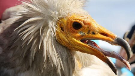 Midas’ın 101 bin kilometrelik rotası! Eskişehir’de şaırtan müsabaka: Türkiye’de birinci ve tek