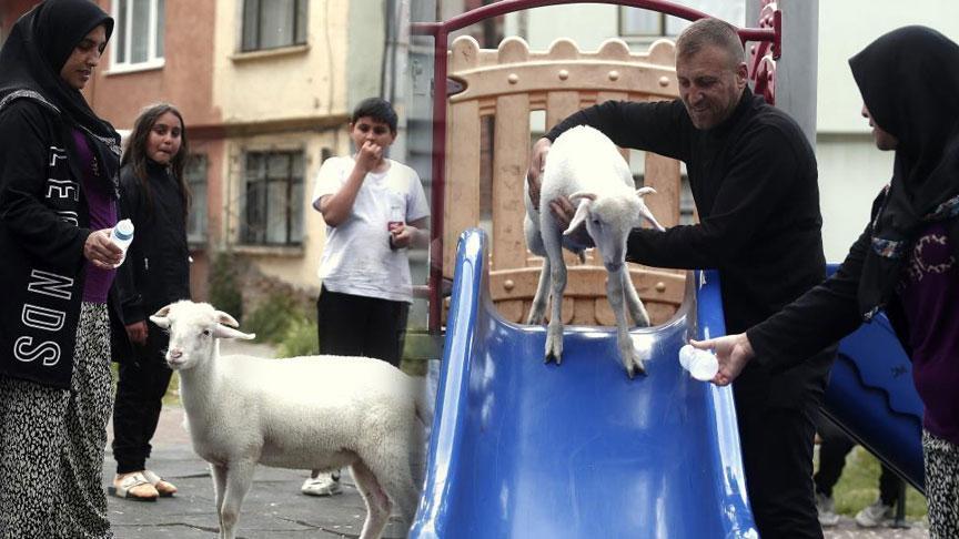 Tuvalet eğitimi aldı, parkta kaydıraktan kayarak eğleniyor! Maviş’in inanılmaz öyküsü
