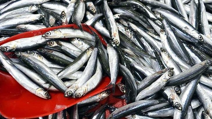 Yılın birinci 3 ayında 3,1 milyon doları aşan hamsi ihracatı