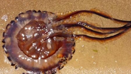 Atlantik’ten Marmara’ya geldi! Denizde alarm