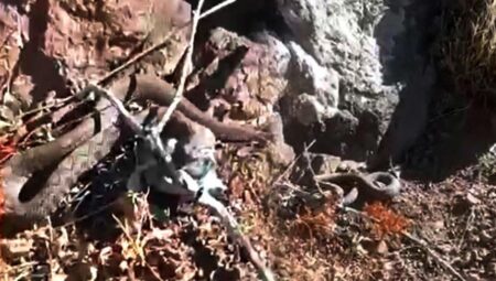 En zehirli tür! Bölgede ikinci sefer görüldü: Isırdığı an yaşama bahtı bırakmıyor