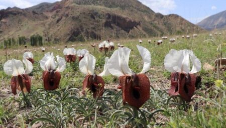Kente gelen şoke oluyor! Binlerce ‘Kurt kulağı’ şaşkına çeviriyor