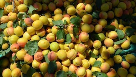 Malatya’dan 23 milyon dolarlık dış satım