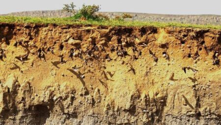 Türkiye’nin tropikal vahası! Akın ettiler, inanılmaz görüntü