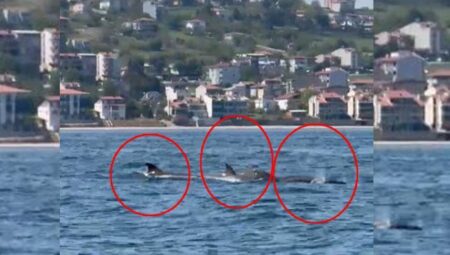 Yer: Tekirdağ! Denizin ortasında sürü halinde görüldüler