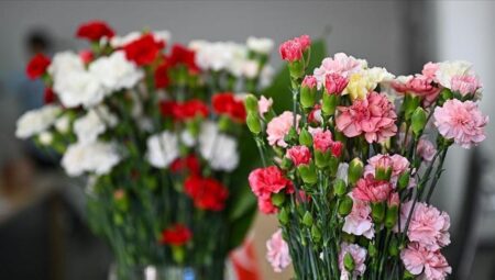 Yıl boyunca çiçekli kalan iki yeni karanfil çeşidi geliştirildi