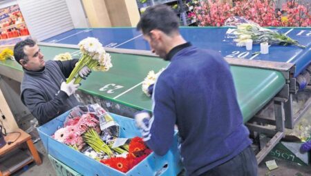 100 milyon kısım çiçek satılacak