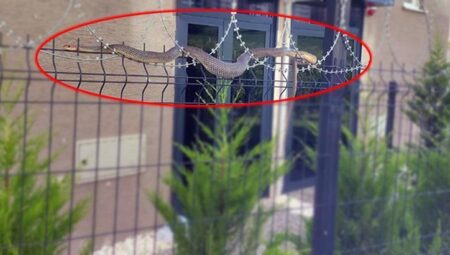 Dev yılan sitede oturanların kabusu oldu! Kimse dehşetten yaklaşamadı