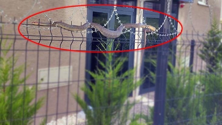 Dev yılan sitede oturanların kabusu oldu! Kimse dehşetten yaklaşamadı