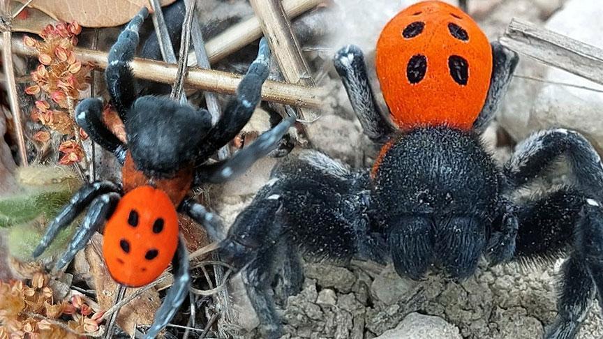 ‘Kırmızı listede’ yer alıyor! Dünyada seçkin rastlanan çeşit Çanakkale’de görüldü