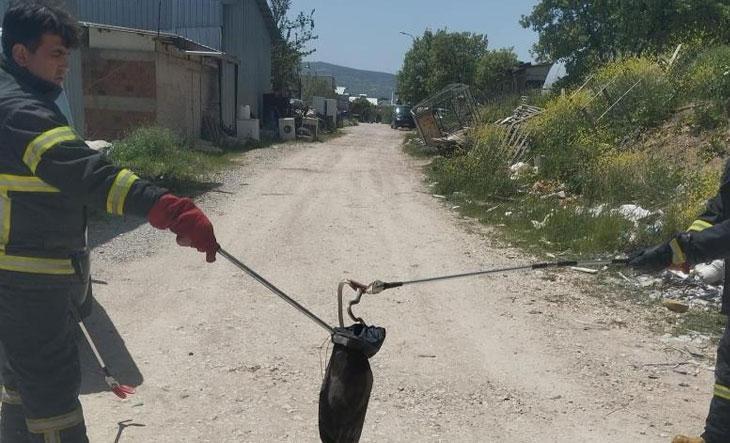 Kütahya’da yılan avı!