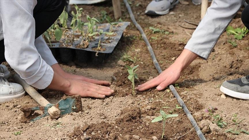 Lise öğrencileri aldıkları eğitimle okuldaki serada zerzevat yetiştiriyor