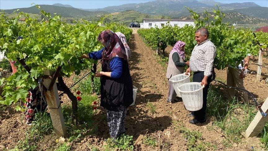 Manisa’da asma yaprağı üzüm üreticisine ek gelir sağlıyor