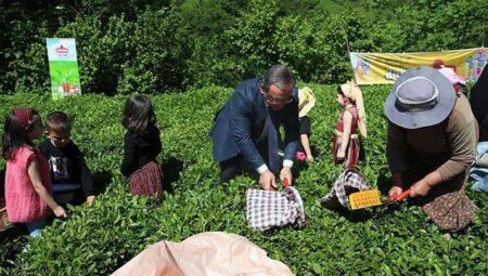 Artvin’de klasik çay hasadı aktifliği düzenlendi