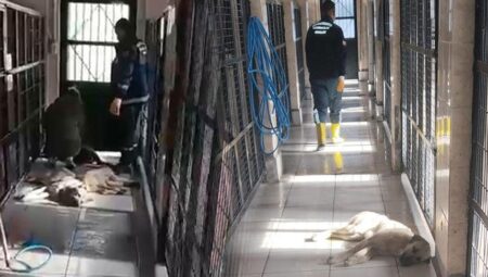 ‘Barınakta hayvanlar uyutuldu’ iddiası! Belediyeden açıklama geldi