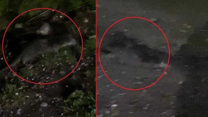 Irmak kıyısında gören inanamadı! ‘Bazı külfetli süreçler yaşıyor’