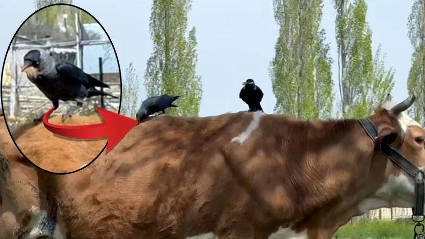 Kargalardan şok plan! İneğin tüylerini yolup götürdüler, sebebi şaşkına çevirdi