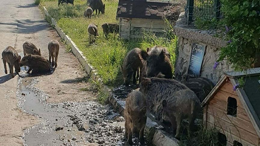 Kenti sürü halinde istila etmişlerdi! Takımlar alarma geçti