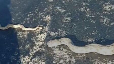 Kentte kaygı dolu anlar! En zehirli cins yola indi