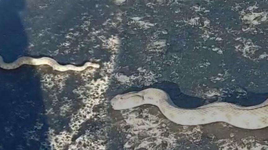 Kentte kaygı dolu anlar! En zehirli cins yola indi